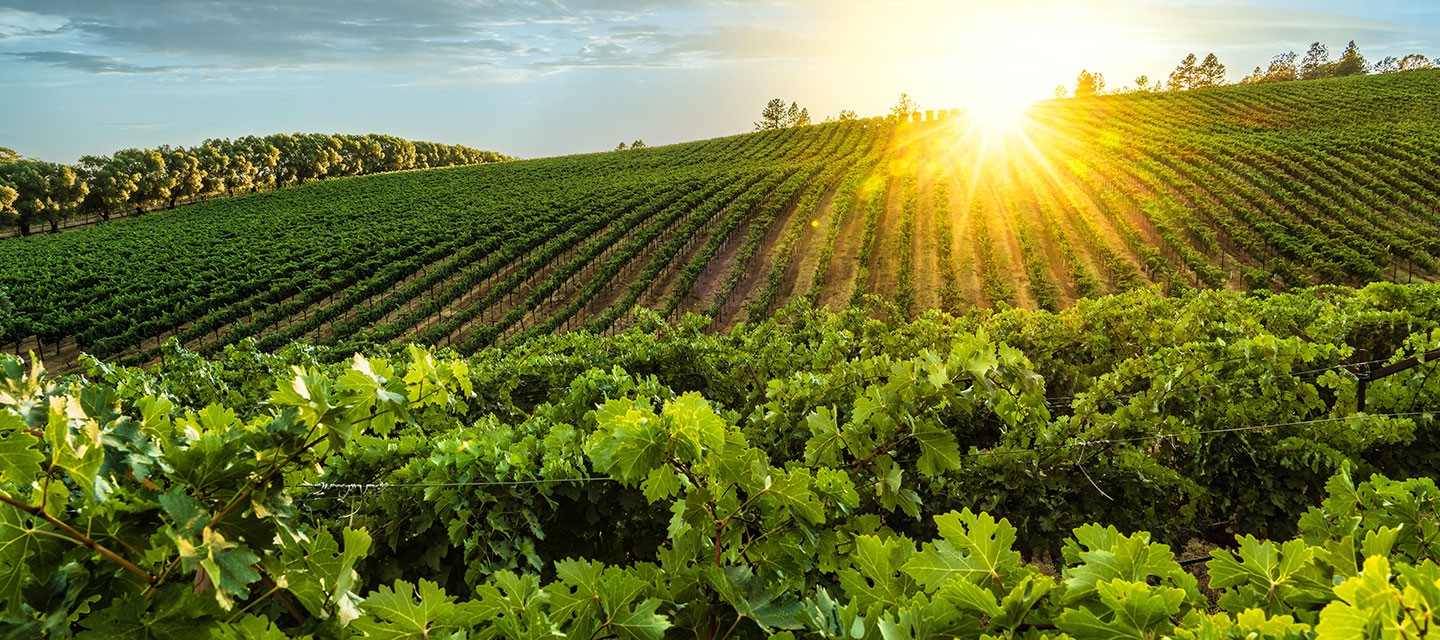 Napa Valley Icon