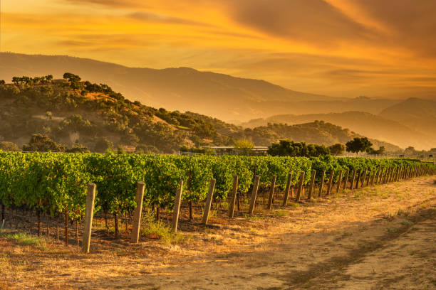 Sonoma County