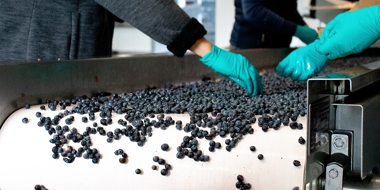Sorting Grapes for Wine | The Wine Club Philippines