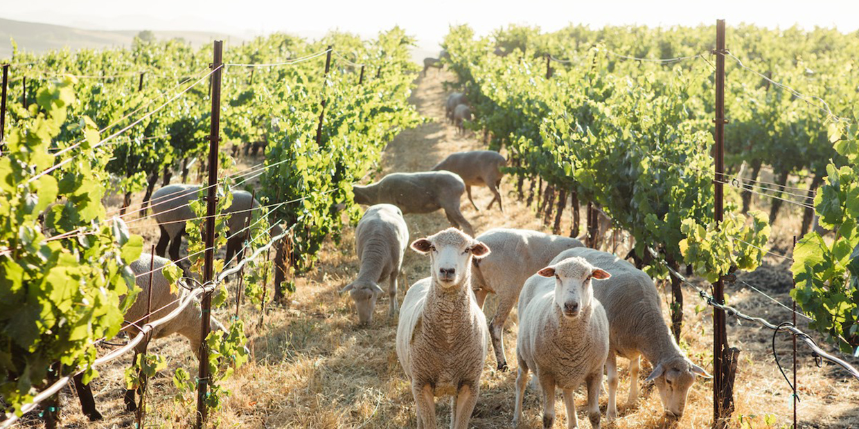Lamb in the Vineyards | The Wine Club Philippines